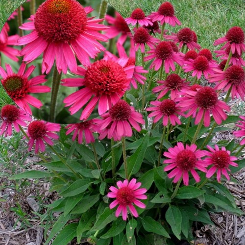 Echinacea 'Delicious Candy' - Siilkübar 'Delicious Candy'  P9/0,55L